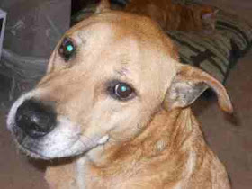 Sammy, a lovable mixed breed 12 year old mutt looking for a home in Southern CA.