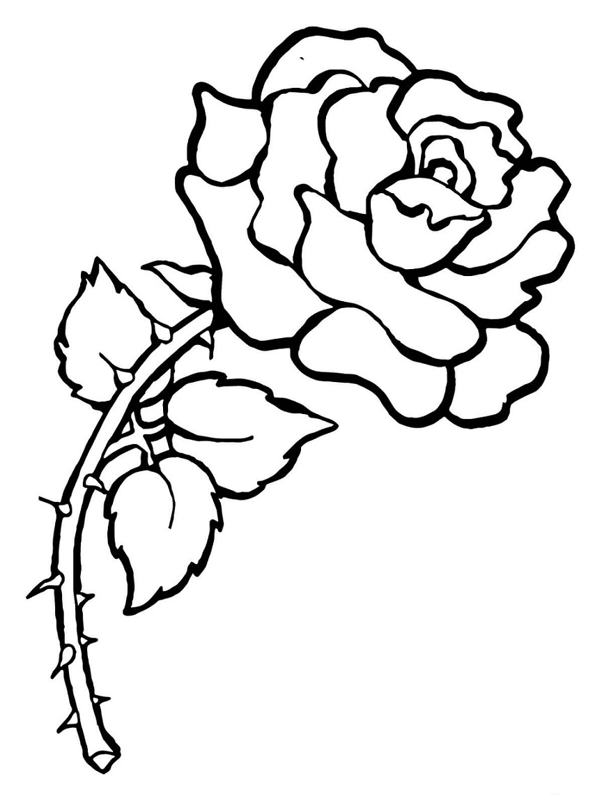  dimana brntuk dan warna bunga ini begitu familiar sekali ditemukan Gambar Mewarnai Bunga Mawar Terbaru