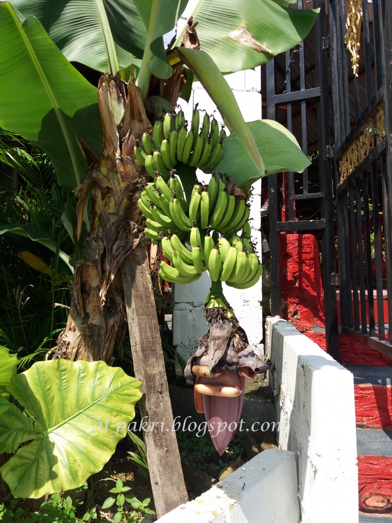 Orangbukit: Ayam Golek 5 Bintang