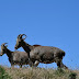 Nilgiri Tahr : भारत की पहाड़ियों का लुप्तप्राय वन्य जीव