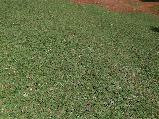 Rumput Gajah Mini | Rumput Jepang | Rumput Swiss | Rumput Golf | geraitanaman.blogspot.com