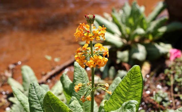 Candelabra Primula Flowers Pictures