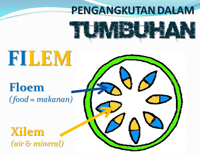 Sistem Pengangkutan Dalam Tumbuhan