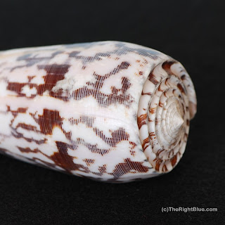 Conus striatus