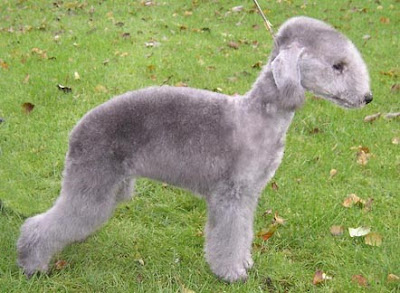 Bedlington Terrier Breeders Dog