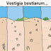 Vestigia bestiarum