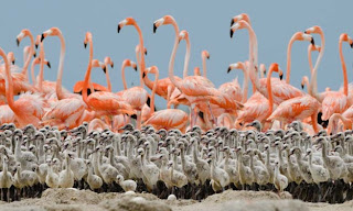 Foto Burung Flamingo yang Indah