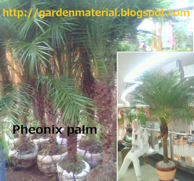 pheonix palm plant