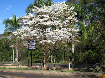 Jual Pohon Tabebuya Tinggi 1 Meter