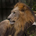 Marauding lions kill 2 in Zimbabwe