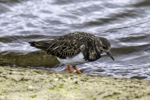 Turnstone