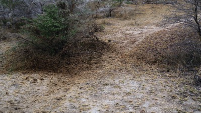 Hippo Track