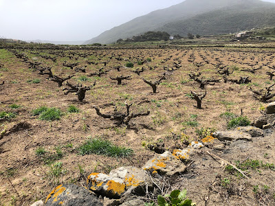 Vines on Pantelleria grown in the vite ad alberello method.