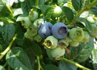 blueberry tree image