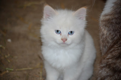 white kitten