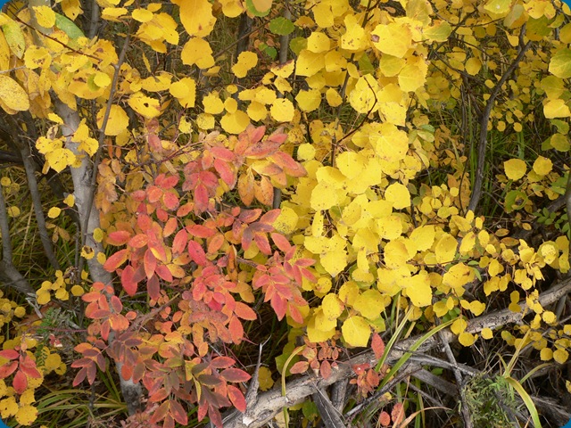 P1130851