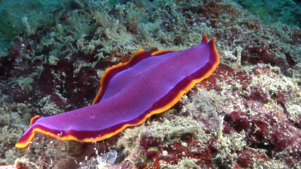 Cacing pipih Platyhelminthes Salty Light