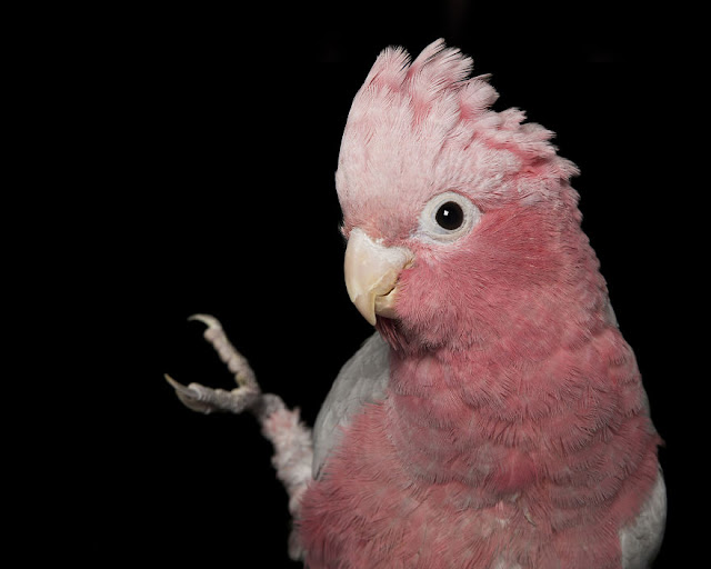 Retratos de Animais com deficiências realçam a beleza de suas imperfeições