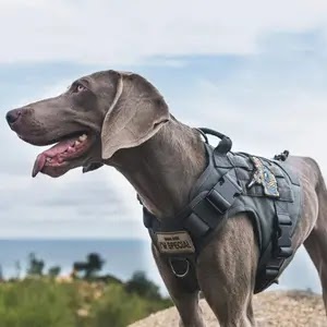 OneTigris Dog Harness - Dog Training Vest