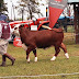 La Expo Rural Formosa 2024 se presenta con numerosas actividades