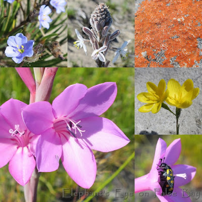 September bulbs at Cape Point