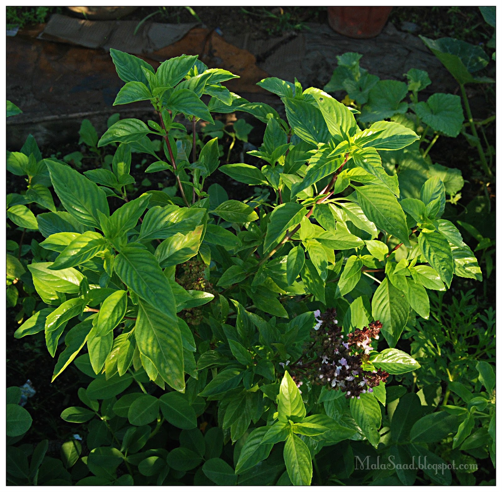 teh campur khasiat lemon Basil Eye's: Selasih  Green  My