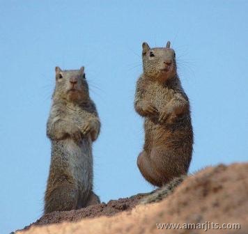 Funny-Pics-amarjits-com (6)