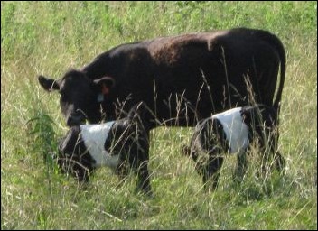 humane-treatment-cattle