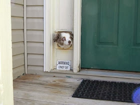 Cute dogs - part 3 (50 pics), dog looks through cat door