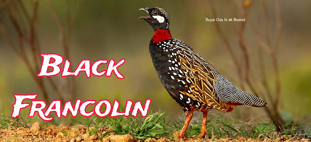 हरियाणा का राज्य पक्षी (State Bird of Haryana) || काला तीतर (Francolinus francolinus)(Black Francolin)