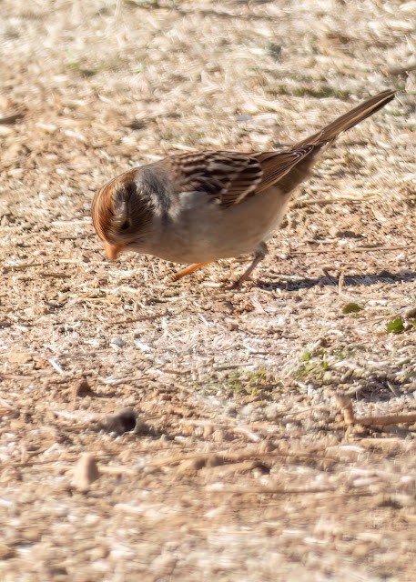Chipping Sparrow Apple Hill Placerville California