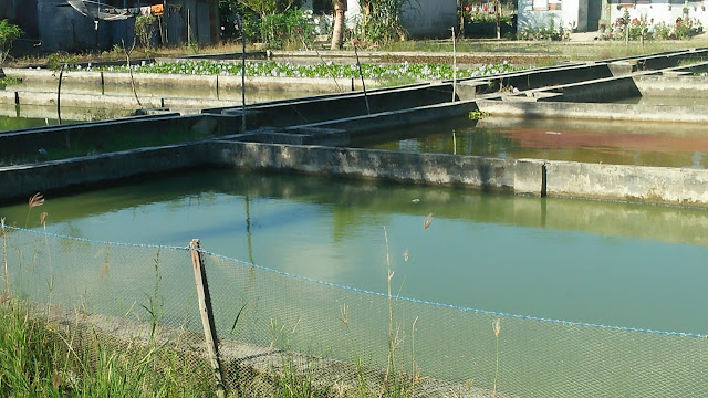 Dinas Perikanan Kabupaten Asahan Optiminis Dapat Meningkatkan PAD dari Bibit Ikan Lele dan Ikan Nila