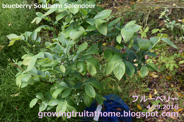 ブルーベリー サウザンスプレンダー blueberry southern splendour