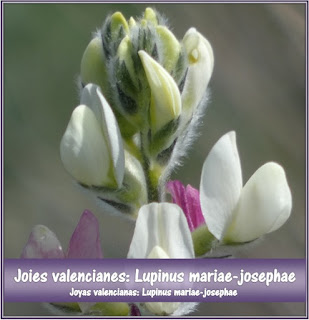 https://biodiversitatdelmarquesat.blogspot.com/2019/08/joies-valencianes-verbascum-fontqueri.html?fbclid=IwAR1686ef-rPu8eT6u90Z7jO3Zor19zIfZFuemTOg8GuCosbZeiA7I--PSwI