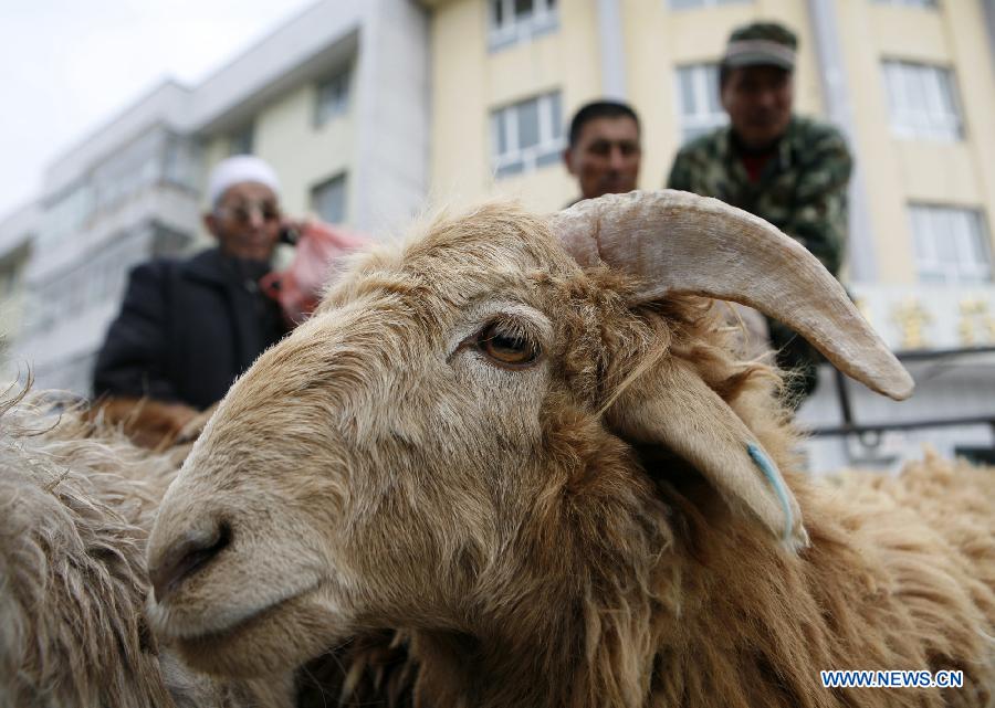 China Indonesia Information: Perayaan hari raya Idul Adha 