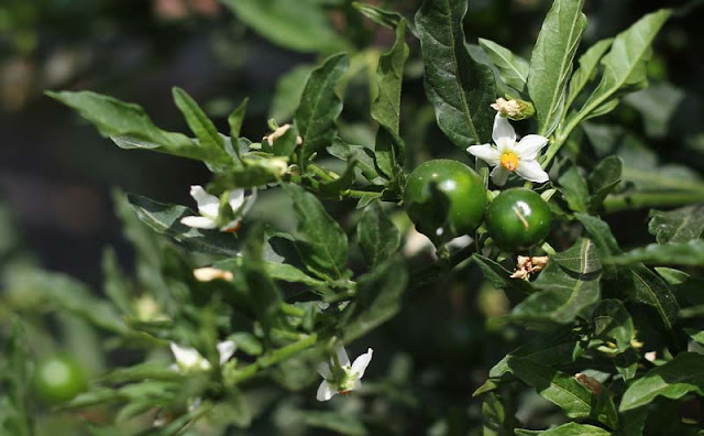 Solanum Pseudocapsicum