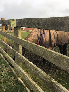 Horse eating grass with fence in front.