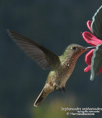 Green backed firecrown