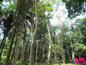 Ikogosi warm spring resort