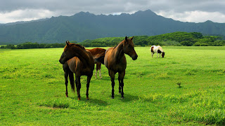 Tiernos caballos en la selva