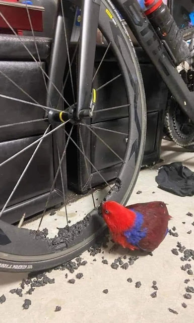 Fahrrad-Frust: Wenn Pedale und Nerven beansprucht werden Komische Begebenheiten des Lebens, Lustiges über das Leben, Öffentlichkeit, Sport | Die Kirche des heiligen Al Bundy 18. September 2023 12