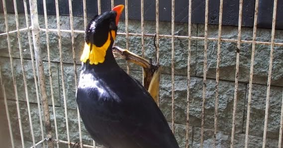 Abang Kicau Mania: Daftar Harga Burung Beo Medan Pintar 