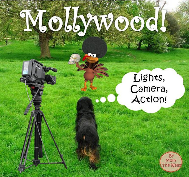 Molly The Wally Does Mollywood!