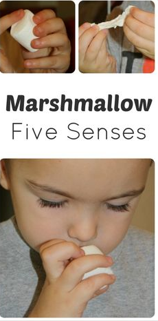 http://www.fantasticfunandlearning.com/exploring-marshmallows-with-the-five-senses.html