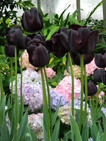 Queen of the Night black Tulips and Florist hydrangeas at the Centennial Park Conservatory Easter Flower Show by garden muses-not another Toronto gardening blog