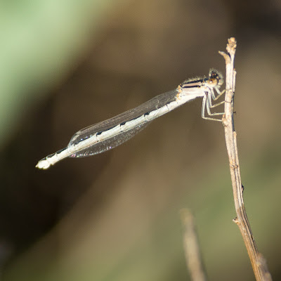 Damselfly, The Flower Mound