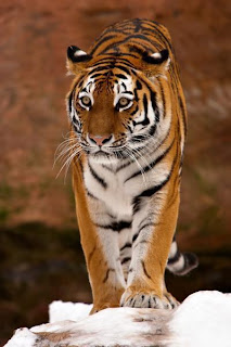 Tigre de Bengala 005