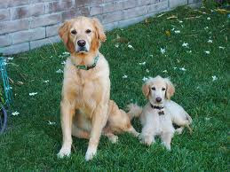 Afghan Retriever, Specifically  Type of  Dogs  Afghan Retriever 