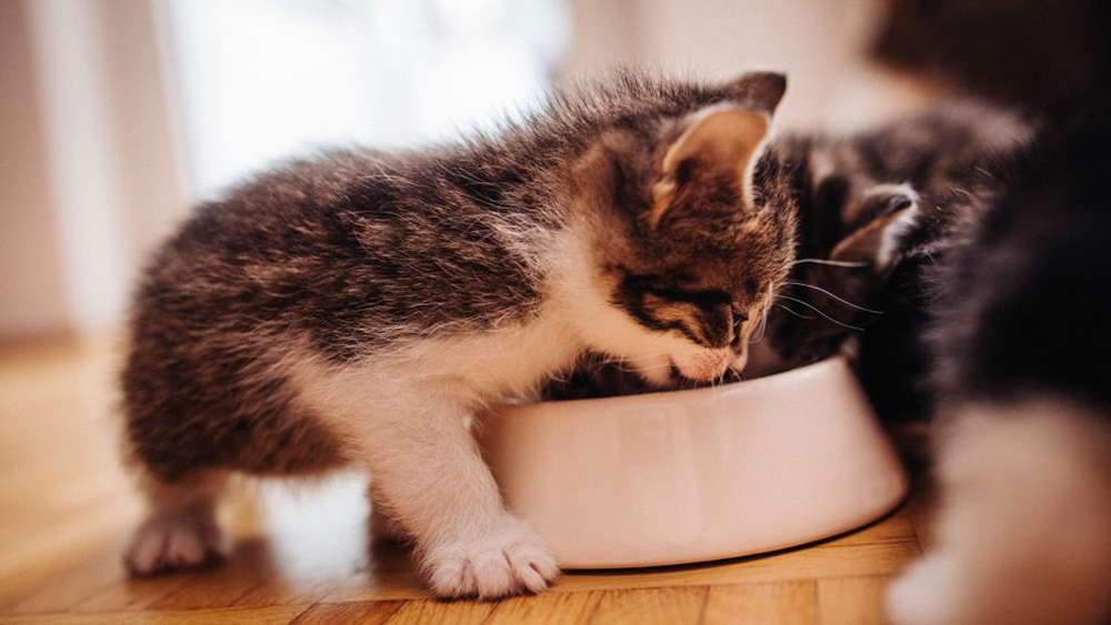 mangime per gatti