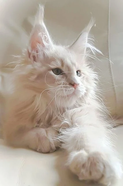 Cream tabby Maine Coon